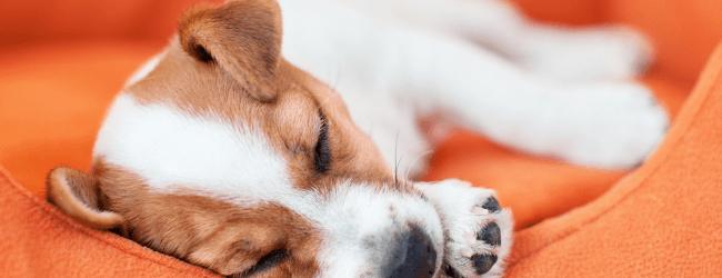 The Side Hustle That Pays You in Sleep